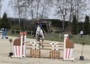 Yegua Holsteiner En venta 2016 Tordo