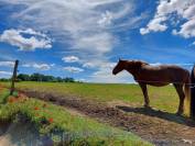 Ouvrier agricole 
