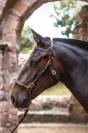 Pouliche pur sang lusitanien 4ans 