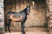 Pouliche pur sang lusitanien 4ans 