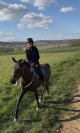 Pouliche pur sang lusitanien 4ans 