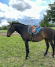 Pouliche pur sang lusitanien 4ans 