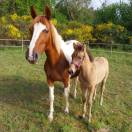 Connemara part bred
