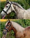 2 buitenrit dames zoeken hun soulmate + WOW veulen heng