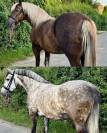 2 buitenrit dames zoeken hun soulmate + WOW veulen heng