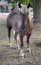 2 buitenrit dames zoeken hun soulmate + WOW veulen heng