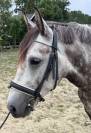 2 buitenrit dames zoeken hun soulmate + WOW veulen heng