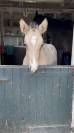 2 buitenrit dames zoeken hun soulmate + WOW veulen heng