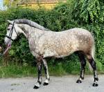 2 knappe lieve dames en een WOW veulen hengst! 