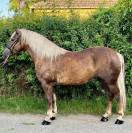 2 knappe lieve dames en een WOW veulen hengst! 