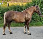 2 knappe lieve dames en een WOW veulen hengst! 