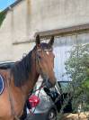 Pur sang 3 ans 