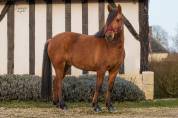 Lounka - Ponette D cherche sa famille 