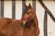 Lounka - Ponette D cherche sa famille 