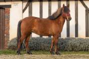 Lounka - Ponette D cherche sa famille 