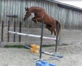 Jument de sport 