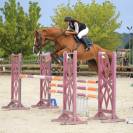 Jument de sport 