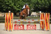 Jument de sport 