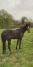 Jeune 3 ans zangersheide 