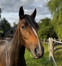 Jeune 3 ans zangersheide 