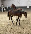 Jeune 3 ans zangersheide 