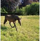 Jeune 3 ans zangersheide 