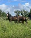 Jeune 3 ans zangersheide 