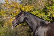 Stallion PRE Pure Spanish Bred For sale 2020 Black