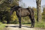 Mare PRE Pure Spanish Bred For sale 2021 Black