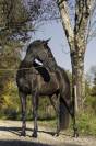 Mare PRE Pure Spanish Bred For sale 2021 Black