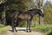 Mare PRE Pure Spanish Bred For sale 2021 Black