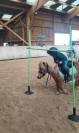 Poney hongre 5 ans, 86 cm