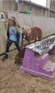 Poney hongre 5 ans, 86 cm