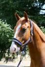 Magnifique hongre 6 ans par Qlassic bois Margot 