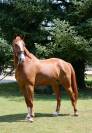 Magnifique hongre 6 ans par Qlassic bois Margot 