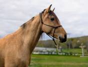 OLIVIO ANGOSTURA, superbe hongre PRE isabelle de 4 ans