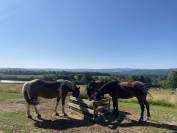 Pension Pré & Paddock Paradise