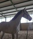 Caballo para salto en venta