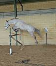 Caballo para salto en venta