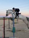 Caballo para salto en venta