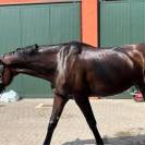 Cavallo per ostacoli, dressage, cross