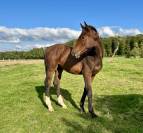 Colt Selle Français For sale 2025 Bay