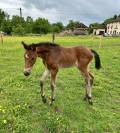 Pouliche par Stakkatol x Balou du Rouet