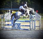 Cheval de 9 ans 