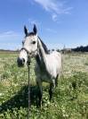 Cheval de 9 ans 