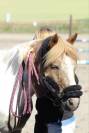 Poney D de loisir 