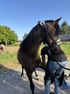 Poulain à vendre 