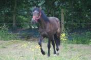 Poulain à vendre 
