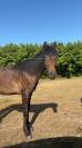 Poulain à vendre 