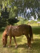 Poney de compagnie